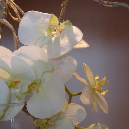 Hotel L'auberge Alsacienne Eguisheim