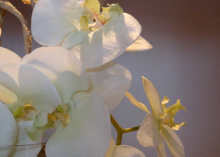 Hotel L'auberge Alsacienne Eguisheim